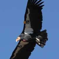 California Condor in Flight