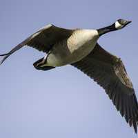 Canadian Goose closeup in flight