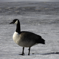 Canadian Goose standing on Ice