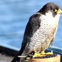Canal barge peregrine on Perch