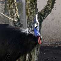 Cassowary