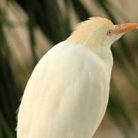 Cattle Egret