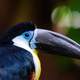 Channel Billed Toucan - Ramphastos vitellinus