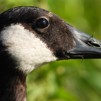 Close up face of a Canadian Goose