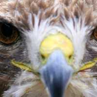 Close up of falcon face