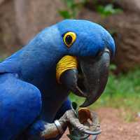 Close Up of Hyacinth Macaw -- Anodorhynchus hyacinthinus