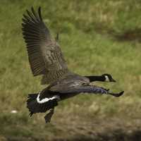 Close up of a Canadian Goose taking flight