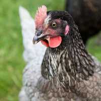 Close up of a chicken head