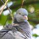 Closeup of a dove Pigeon turning head