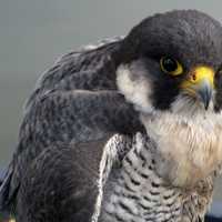 Close up  of a peregrine falcon