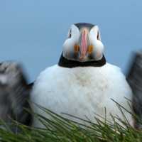 Close Up of a Puffin in the Grass