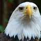 Close up of Eagle head shot