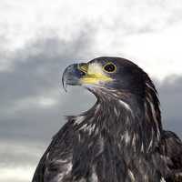 Close-up of eagle head