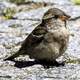 Close up of house sparrow