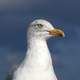 Close-up of seagull head