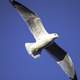 Close-up seagull in flight full wingspan