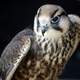 Close up shot of a Falcon