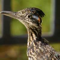 Closeup of roadrunner bird
