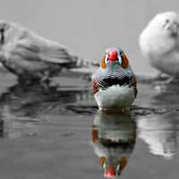 Colored Zebra Finch in a black and white photo