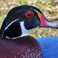 Colorful Male Wood Duck