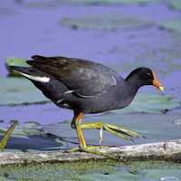 Common Gallinule -- Gallinula galeata  on a fallen tree 