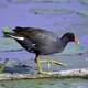 Common Gallinule -- Gallinula galeata  on a fallen tree 