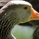 Common Goose closeup headshot