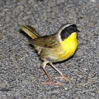 Common Yellowthroat - Geothlypis trichas