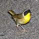 Common Yellowthroat - Geothlypis trichas