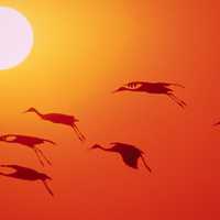Cranes flying over the setting sun