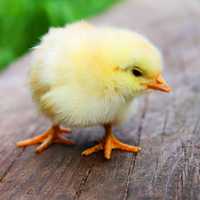 Curious Yellow Chick