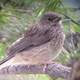  Dark-eyed junco - Junco hyemalis