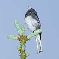 Dark-eyed Junco(Junco hyemalis) perched on a Cactus