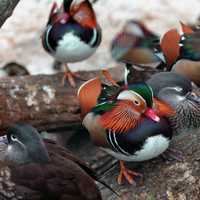 Detail photo of Mandarin Ducks
