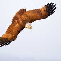Diving Eagle in Air