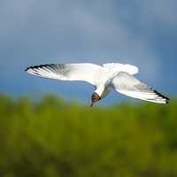 Diving Seagull in action