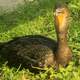 Double-crested Cormorant