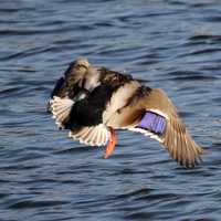 Duck in Flight