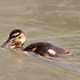 Duckling swimming through the water