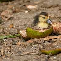 Ducklings feeding on fruit