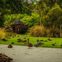 Ducks and other birds at the park