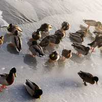 Ducks in Icy Water
