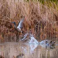 Ducks taking off in flight