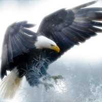 Eagle coming down with grasping claws