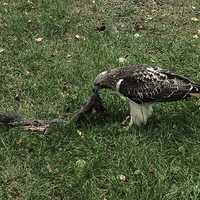 Eagle eating slain bird