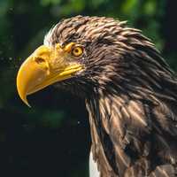 Eagle head Close-up