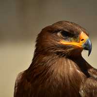 Eagle head detail