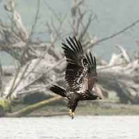 Eagle in flight over the water