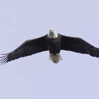 Eagle in Flight