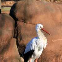 East African Crowned Crane sideways